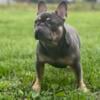 Stud French Bulldog! Testable