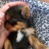 ACA YORKIE PUPPIES MALE AND FEMALE