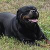Heavy Serbian bred female with excellent lines