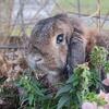 Holland Lop Bunny Available Now!