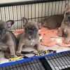 French Bulldog Puppies