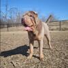 Apex 100% RARE Chinese Shar-Pei Male Stud Available.
