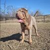 Lilac & Tan Chinese Shar-Pei Male Stud Available.
