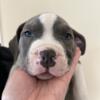 *BLUE NOSE BULLY PUPPIES FOR SALE*