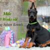 AKC Doberman Pinscher Puppies