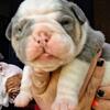 Olde English Bulldogge male pup