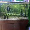 110 gallons aquarium 