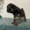 Super sweet Merle male Pugs available NOW.