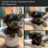 Yorkshire Terrier CKC Registered