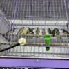 Gouldians finches different colors available