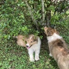 Collie puppies