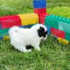 Havanese purebred puppies