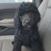 AKC Standard Poodles