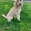 AKC standard poodle (Charlie )