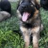 AKC Long Coat German Shepherd Puppies