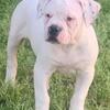 American Bulldogs pups ole school pedigree