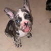 Female Merle French bulldog puppy