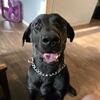 AKC REGISTERED BLACK LAB