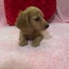 AKC Miniature Dachshund