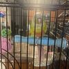 Green conure with cage