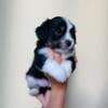 Mini Aussie and Shih Tzu puppies