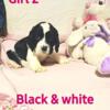 AKC English Springer Spaniel Puppies! Ready 3/2/24