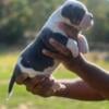 American Bully Puppies