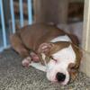 3 American Pocket Bully Pups Available