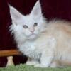 NewElite Maine coon kitten from Europe with excellent pedigree, female. NOV Jazina