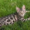 TICA Registered Bengal Kitten