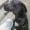 Blue male cane corso