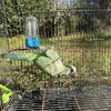Quaker parrot 