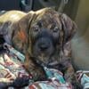 AKC Mastiff AKC Great Dane puppies 