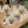 Ragdoll/Himalayan 3 Brothers