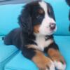 AKC Bernese Mountain dog puppies ready now