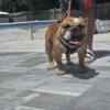 Oso American bully for sale