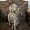 WEIMARANER  PUPPIES