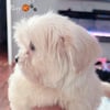 Shih Tzu FurBaby Now available