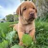 AKC lab puppies looking for forever homes