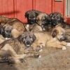 Irish wolfhound puppies