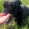 AKC male French Bulldog