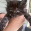 Maine coon kittens pure bred, registered