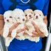 micro poodles for sale