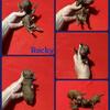 Toy/Small Mini Poodles 