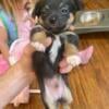 FULL BLOODED CHIHUAHUA PUPPIES NEWBURGH IN