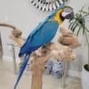 Tame Blue and Gold Macaw