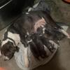 ADBA Registered American Bullies
