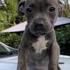 Female PitBulls