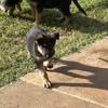 German Shepherd puppies