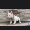 French bulldog fluffy male female merle standard